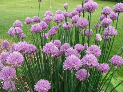 Heirloom 1000 Seeds Allium Schoenoprasum Wild Onion Garlic Chives Vegetable Flower Fresh Bulk Seeds A059 Heirloom 1000 Seeds Allium Schoenoprasum Wild Onion Garlic Chives Vegetable Flower Fresh Bulk Seeds A059