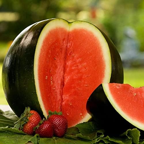 Watermelon Packet Sugar Baby Watermelon Seeds - 20+ Count Packet - for 2024 Mini Picnic ...