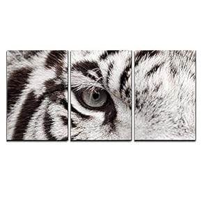 Close Up of White Bengal Tiger Eye x3 Panels