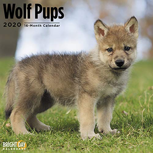 Wolf Pups Wall Calendar By Bright Day 16 Month 12 X 12 Inch Cute Cuddly Wildlife Wolves Baby Animals Buy Online In Brunei At Brunei Desertcart Com Productid