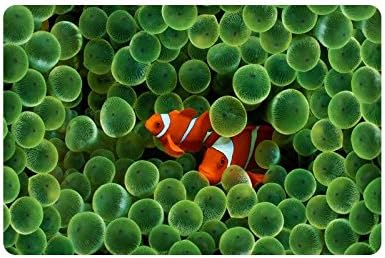 Ocean Tropical Fish Undersea World Custom Doormat Entrance Mat Floor Mat Rug Indoor/Outdoor/Front Door/Bathroom Mats Rubber Non Slip Size 23.6 x 15.7 inches