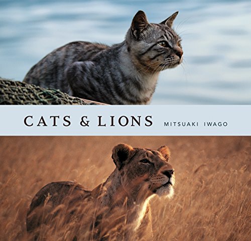 Cats & Lions (Photography Poses For Best Friends)