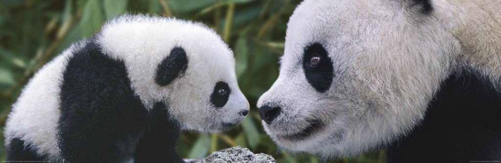panda mom and baby