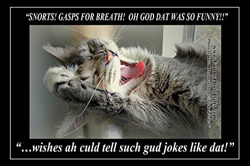 BELLY LAUGHING--1 small, funny fridge magnet, 2x3 inch (5.08x7.62 cm), meme decorative magnetic sign plaque, pet tabby cat kitten