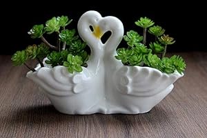 Funnuf Cute Animal White Ceramic Succulent Cactus Flower Planter for Home Garden Office Desktop, 1pcs, swan Couple (Plants Not Included)