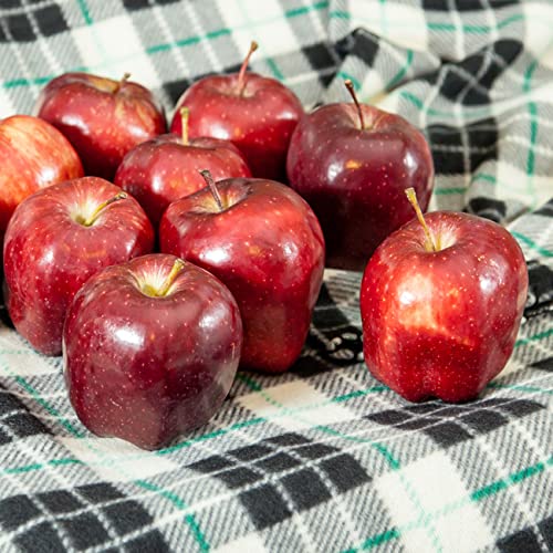 PERFECT PLANTS Red Delicious Apple Tree 1 Gallon Live Fruit Trees For