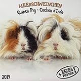 Meerschweinchen - Guinea Pig - Cochon d'Inde 2019 Artwork Edition by 