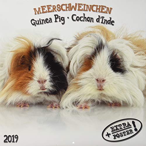 Meerschweinchen - Guinea Pig - Cochon d'Inde 2019 Artwork Edition by (Calendar)
