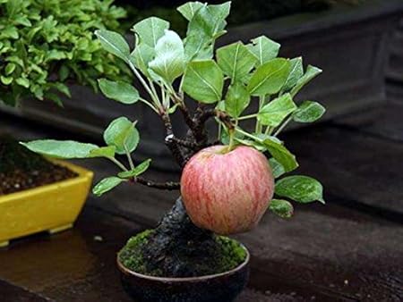 Creative Farmer Bonsai Suitable Fruit Seeds : Malus Domestica Apple For Outdoor Plants Bonsai Suitable Fruit Seeds Pack