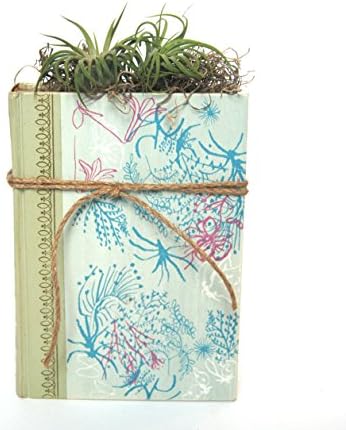 Unique Air Plant Planter with 2 Tillandsia Plants, Handmade from Vintage Books