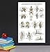 Palace Learning Skeletal System and Ligaments of the Joints Anatomical Poster Set - Laminated 2 Chart Set - Skeleton and Ligaments Anatomy - 18 x 24