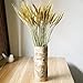 YSBER 100 PCS Dried Branch Wheat &Drying of Natural Wheat Stem for Christmas Natural Wedding Home Office Decor … (Wheat)