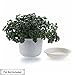 T4U 3.5 inch Plastic Garden Flower Planter Pot Saucer Trays Round for Holding Water Drips and Soil (Grey, Set of 10), Pallet Base Container for Holding Cactus Herb Indoor Outdoor Gardening