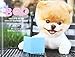 Boo: The Life of the World's Cutest Dog (Halloween Books for Kids, Halloween Books for Toddlers, Cute Halloween Stories)