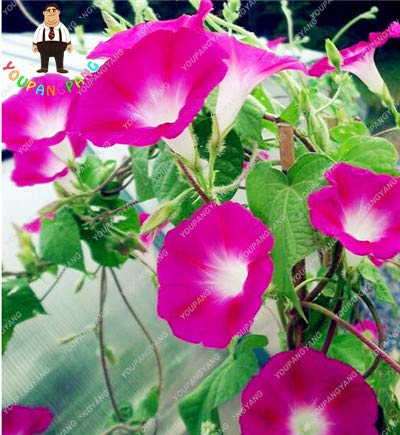 Amazon Com 100 Pcs Bag Morning Glory Flowers Bonsai Rare Star