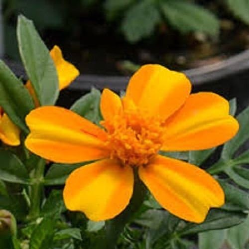35+ Bambino Orange and Yellow BI-Color French Dwarf Marigold Annual Flower Seeds
