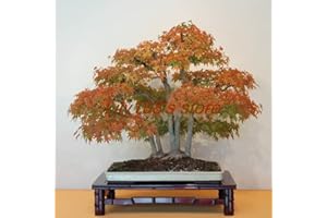 Rare Canada Colorful Maple Tree Bonsai Mini Bonsai Home Garden 20 pcs