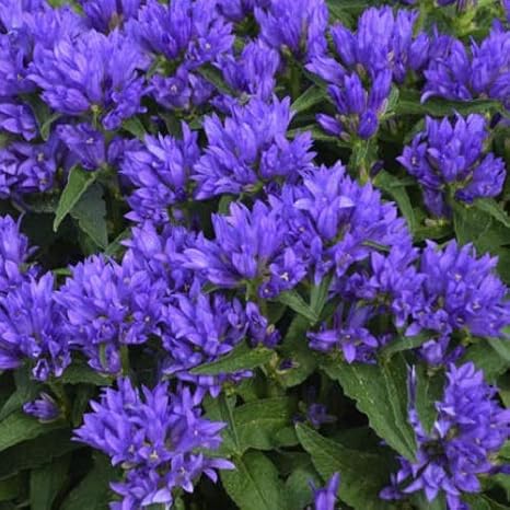 Amazon 宿根草 カンパニュラ グロメラータ ベルフルールブルー 2株セット イングリッシュガーデン 花