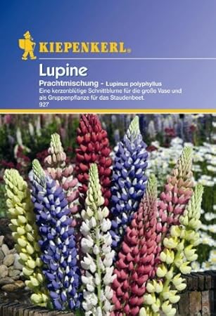 Lupinus polyphyllus Garten-Lupine mehrjährige Mischung
