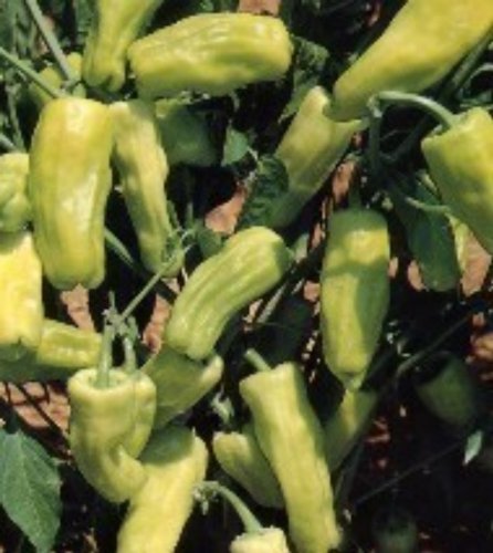 50+ Stavros Pepperoncini Greek Pepper Seeds 50+ Stavros Pepperoncini Greek Pepper Seeds