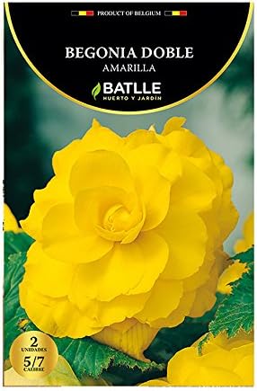 Bulbos - Begonia Doble amarilla - Batlle: Amazon.es: Jardín