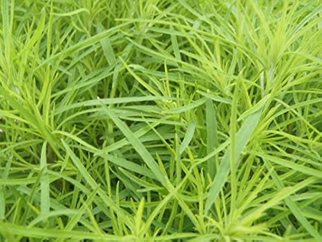 Amazon コキア3個セット ホウキグサ 観葉植物 オンライン通販