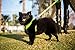EcoBark Dog Leash - Soft & Reflective Comfort Leashes with Padded Handle - Safe, Strong, & Durable for Small, Medium or Large Dogs (Green)