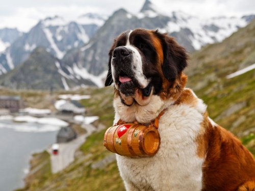 saint bernard craigslist