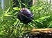 1 LARGE (1/2 to 2+ inch) Purple Mystery Snail (Pomacea bridgesii) - Alga-eaters by Aquatic Arts