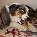 Pawstruck Natural Cow Hooves for Dogs - Made in The USA Long Lasting Beef Hoof Dental Treat Chews - No Artificial Preservatives - 25 Count - Packaging May Vary