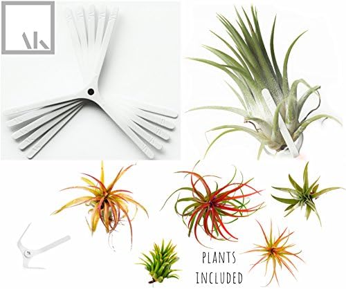 Set of 5 Air Plants Hanging Planters | Tillandsia Air Plant Holder | Vertical Garden | Live Plants Terrarium Wall Planter Plant Hanger | Living Wall Mount Indoor Planter | Air Plants Included ArtAK W