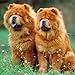 Chow Chow 2019 16 Month Wall Calendar 12 x 12 Inches