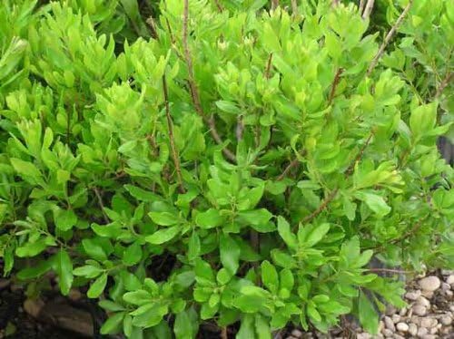 Bayberry Candle Fragrance Oil 1oz