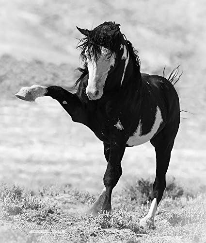 Benson Strikes Out - Fine Art Wild Horse Print - Black and White - Sand Wash Basin - Wild Horse