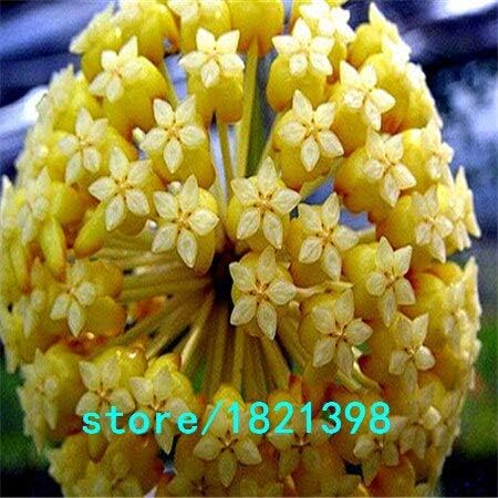 Amazon ブラック パープルボール蘭の種ホヤカルノーサの種鉢植えの蘭の花庭の植物多年生植物100個 ロット 花