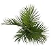 Costa Farms Majesty Palm Tree, Live Indoor Plant, 3 to 4-Feet Tall, Ships in Grow Pot, Fresh From Our Farm, Excellent Gift