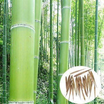100pcs Garden Evergreen Arbor Moso Bamboo Seeds Courtyard Phyllostachys Pubescens Plants by Aroundstore
