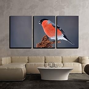 Songbird Red Bullfinch Sitting on Branch Grey Background...