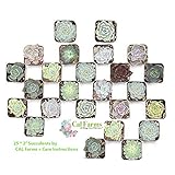 CAL Farms 2” Rosettes Succulents - for Weddings, Private Parties, Gifts, Party Favors, Gardening and Special Events (Pack of 25)