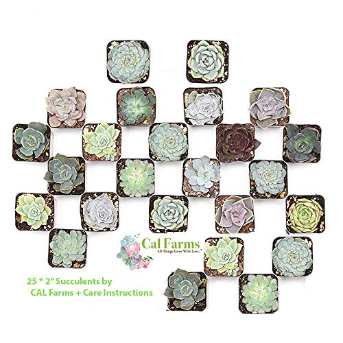 CAL Farms 2” Rosettes Succulents - for Weddings, Private Parties, Gifts, Party Favors, Gardening and Special Events (Pack of 25)