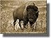 American Buffalo Picture, Made on Stretched Canvas, Wall Art Décor, Ready to Hang!