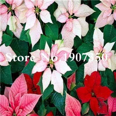 Kalash New 100 pcs Poinsettia Plant Seeds for Gardening Mixed Colour 1