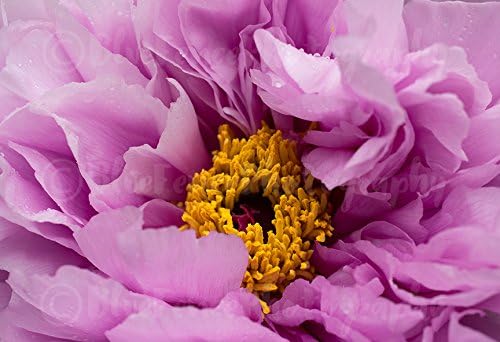 Pink Peony Flower Photography, Art Photograph, Photo, Print, Home, Wall Decor, Flowers, Floral, Pink, Wall Art, Sizes Available from 5x7 to 20x30.