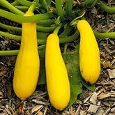 25 Yellow Early Prolific Straightneck Summer Squash Seeds for Planting. Non GMO and Heirloom. 2.5 Grams of Seeds. Garden Vegetable Survival