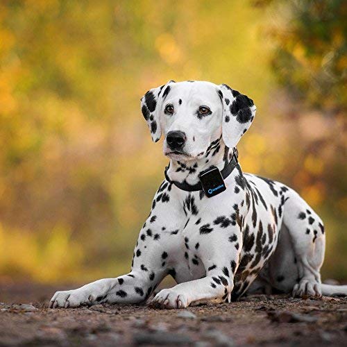 Tractive 3G GPS Dog Tracker - Dog Tracking Device with Unlimited Range - Thumbnail 6