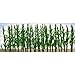 JTT Scenery Products Flowering Plants, Corn Stalks, 1