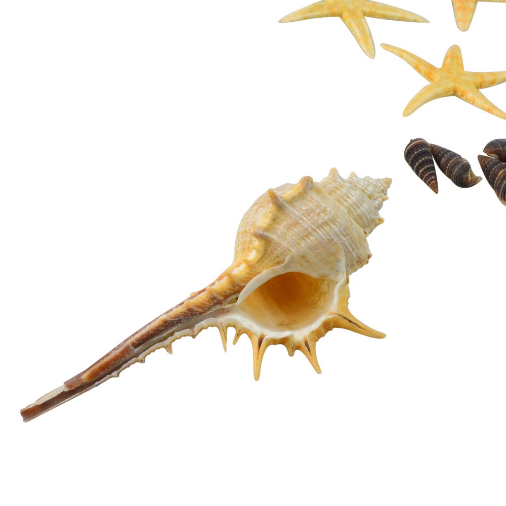 cnomg 80 pcs Sea Shells, Mixed Beach Seashells, Colorful Natural Seashells Perfect Accents for Candle Making，Home Decorations, Beach Theme Party Wedding Decor, DIY Crafts, Fish Tank and Vase Fillers