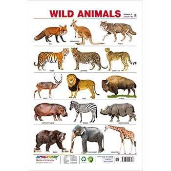 Amazon.com: Spectrum Pre - School Kids Learning Poster Educational Wild