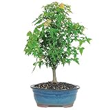 Brussel's Bonsai Live Trident Maple Outdoor Bonsai Tree 5 Years Old 8"-12" Tall with Decorative Container, Medium
