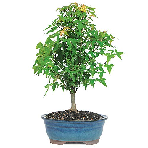 Brussel's Bonsai Live Trident Maple Outdoor Bonsai Tree 5 Years Old 8"-12" Tall with Decorative Container, Medium